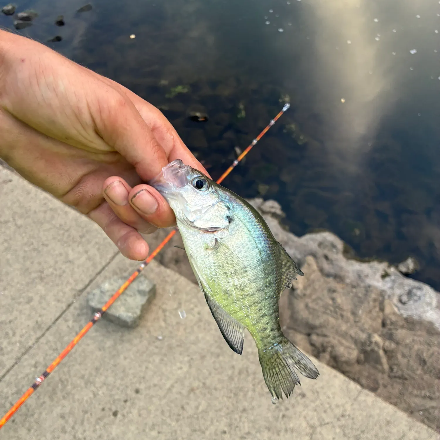 White crappie caught on Fishbrain