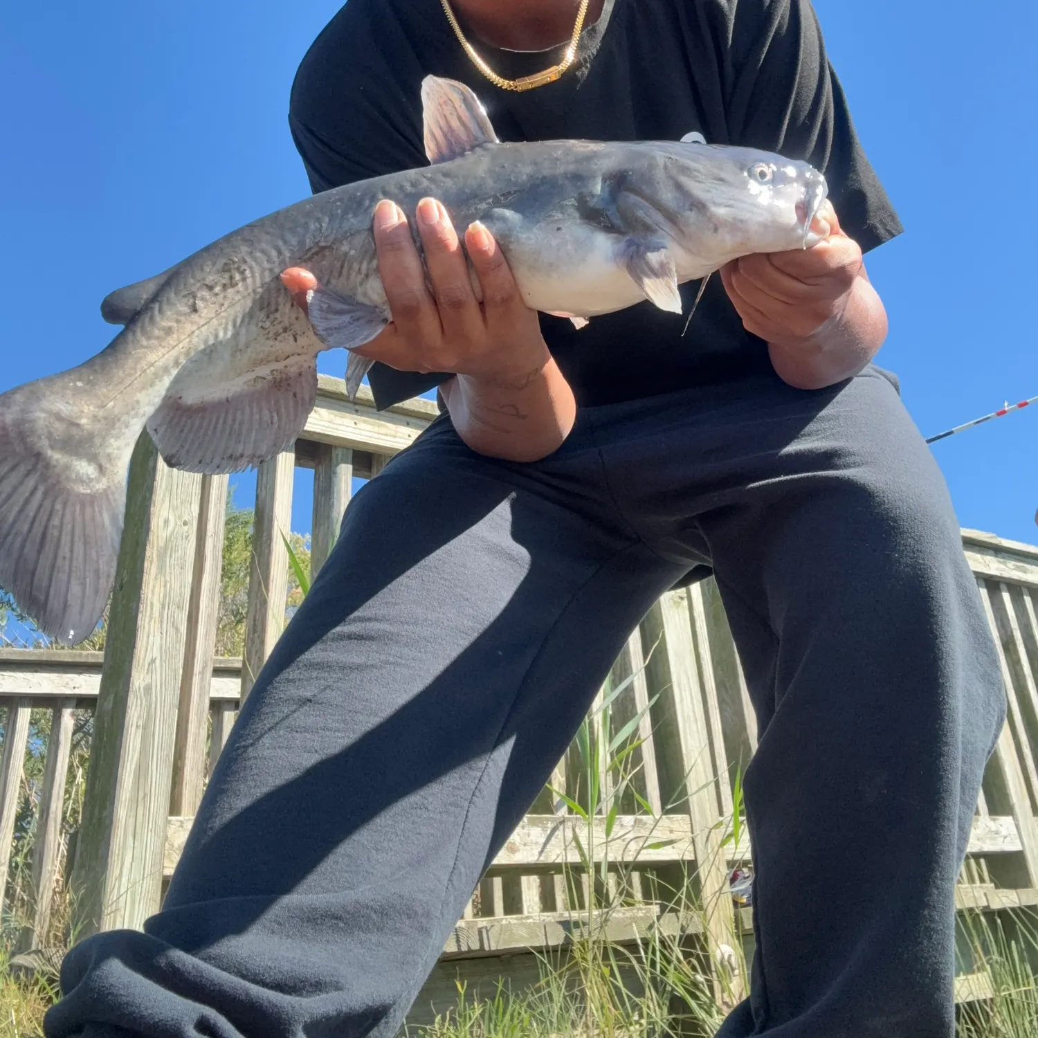 Fish caught on Fishbrain