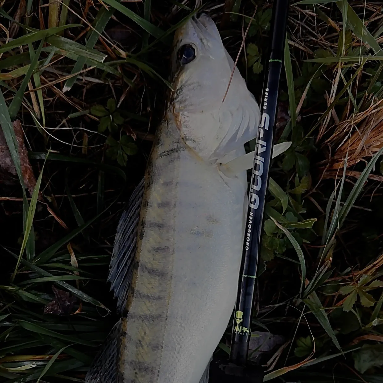 The most recent Zander catches on Fishbrain