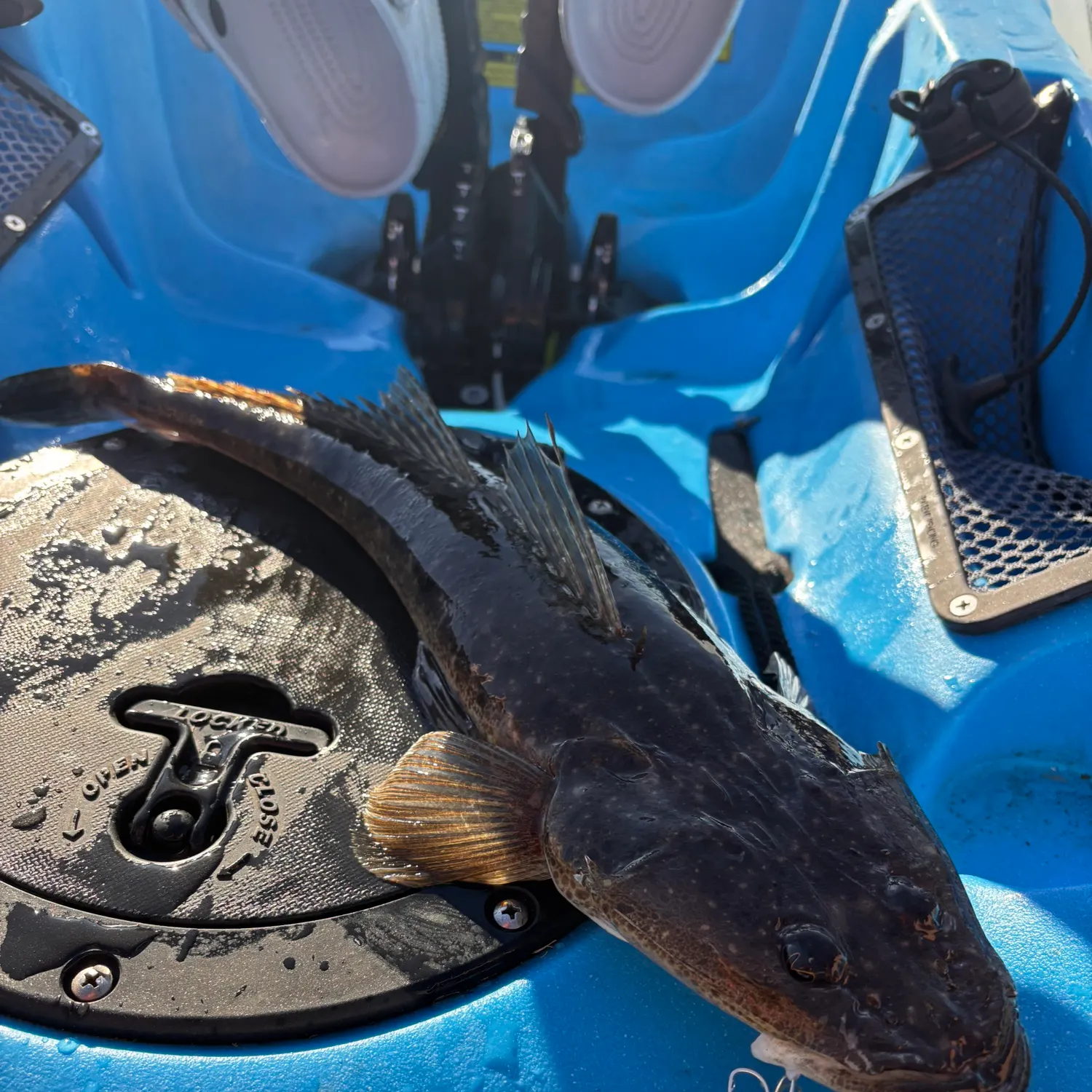 Dusky flathead caught on Fishbrain
