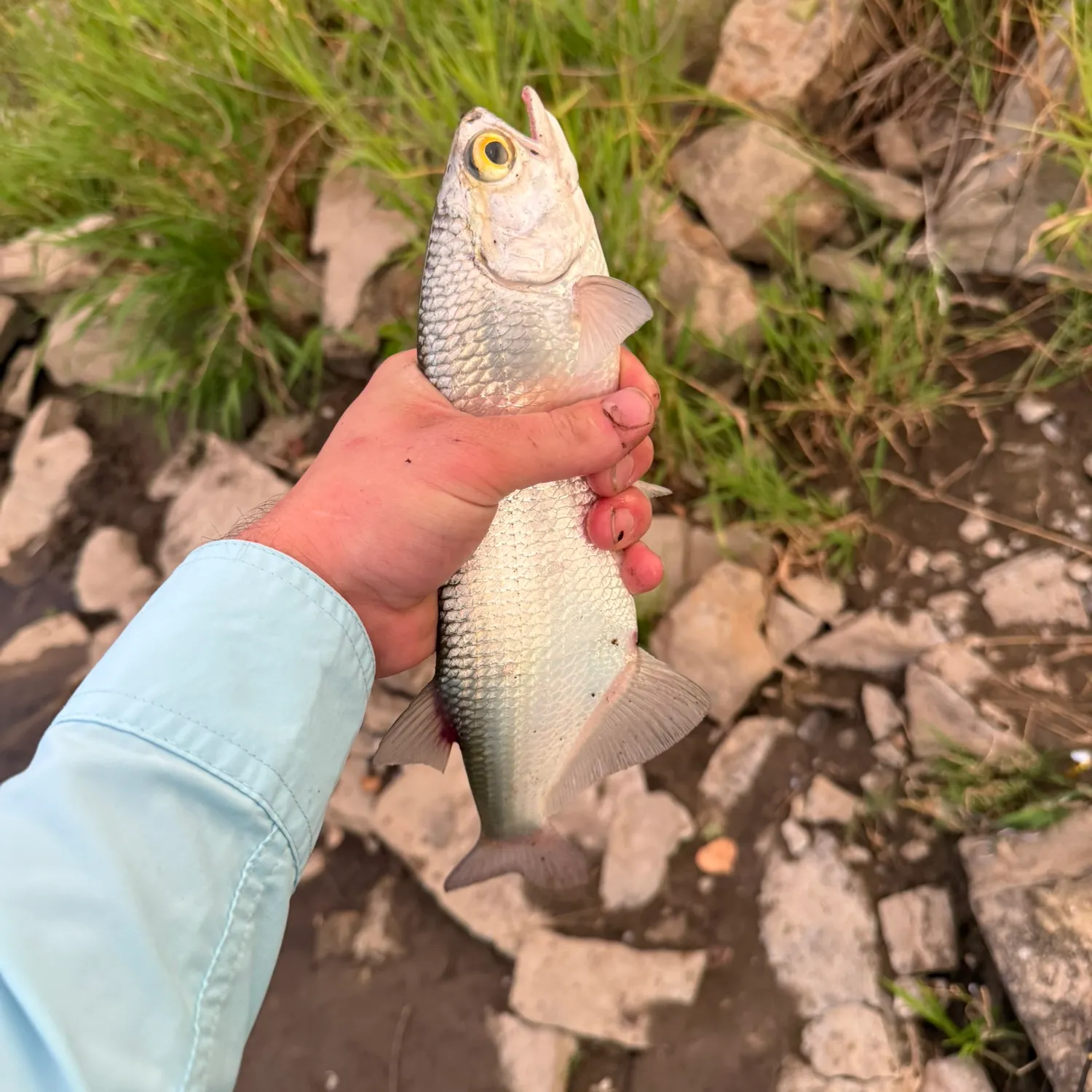 The most recent Goldeye catches on Fishbrain