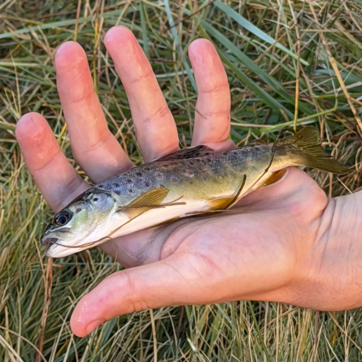 Brown trout caught on Fishbrain