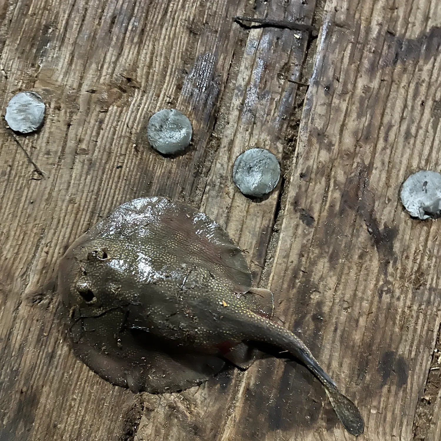 The most recent Haller's round ray catches on Fishbrain