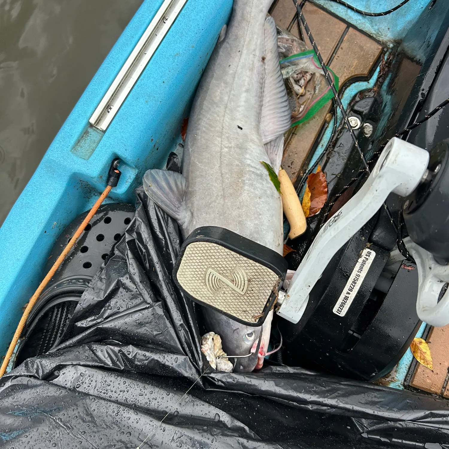 Fish caught on Fishbrain