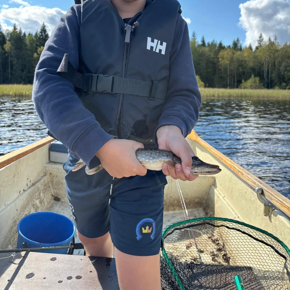 Northern pike caught on Fishbrain