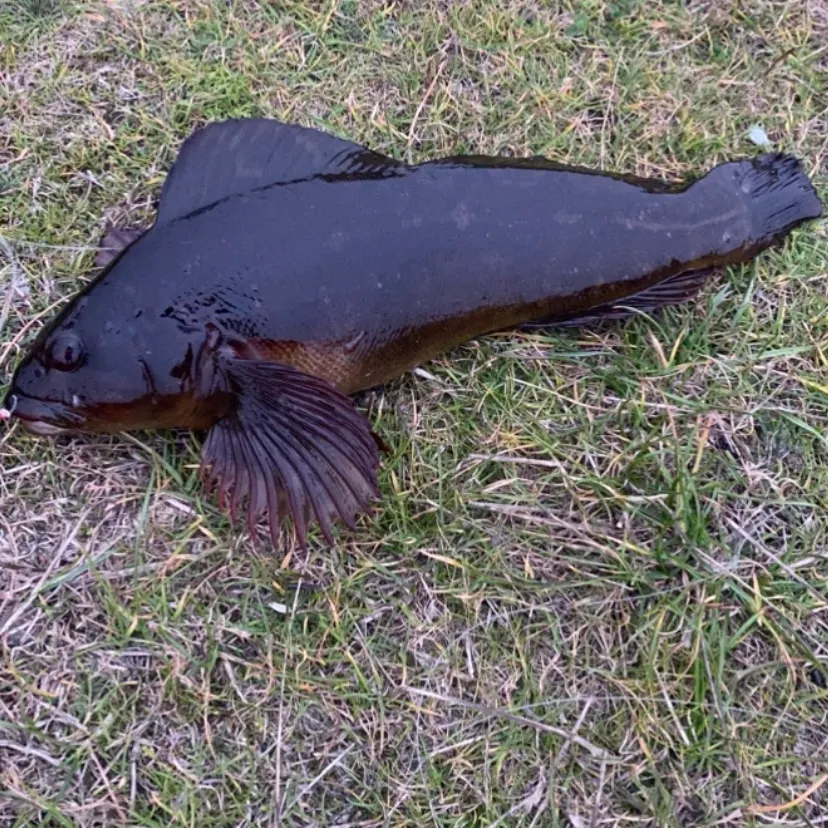 Rock greenling caught on Fishbrain