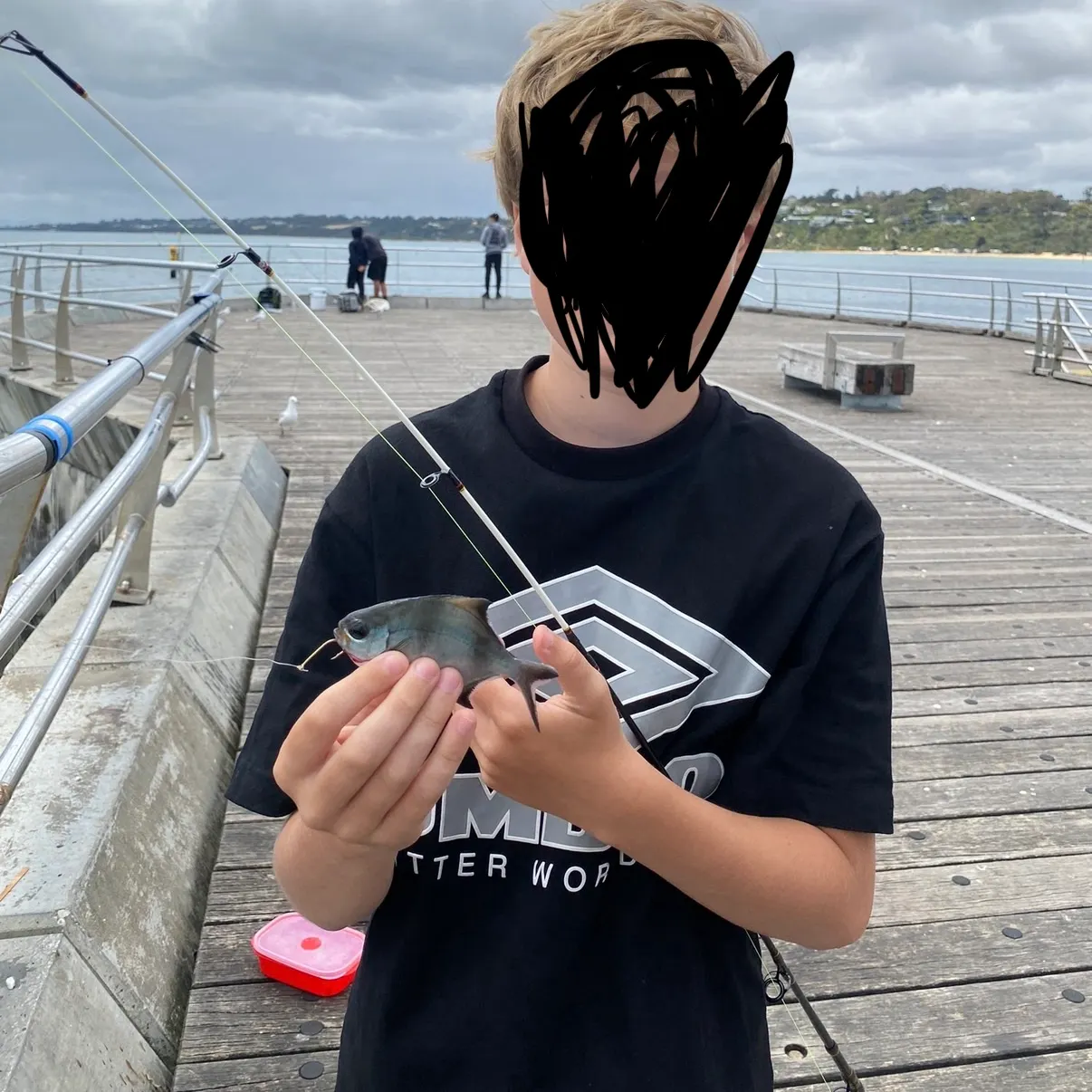 The most recent Sea sweep catches on Fishbrain