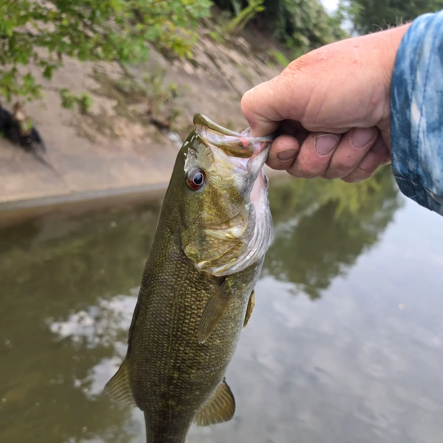 Smallmouth bass caught on Fishbrain