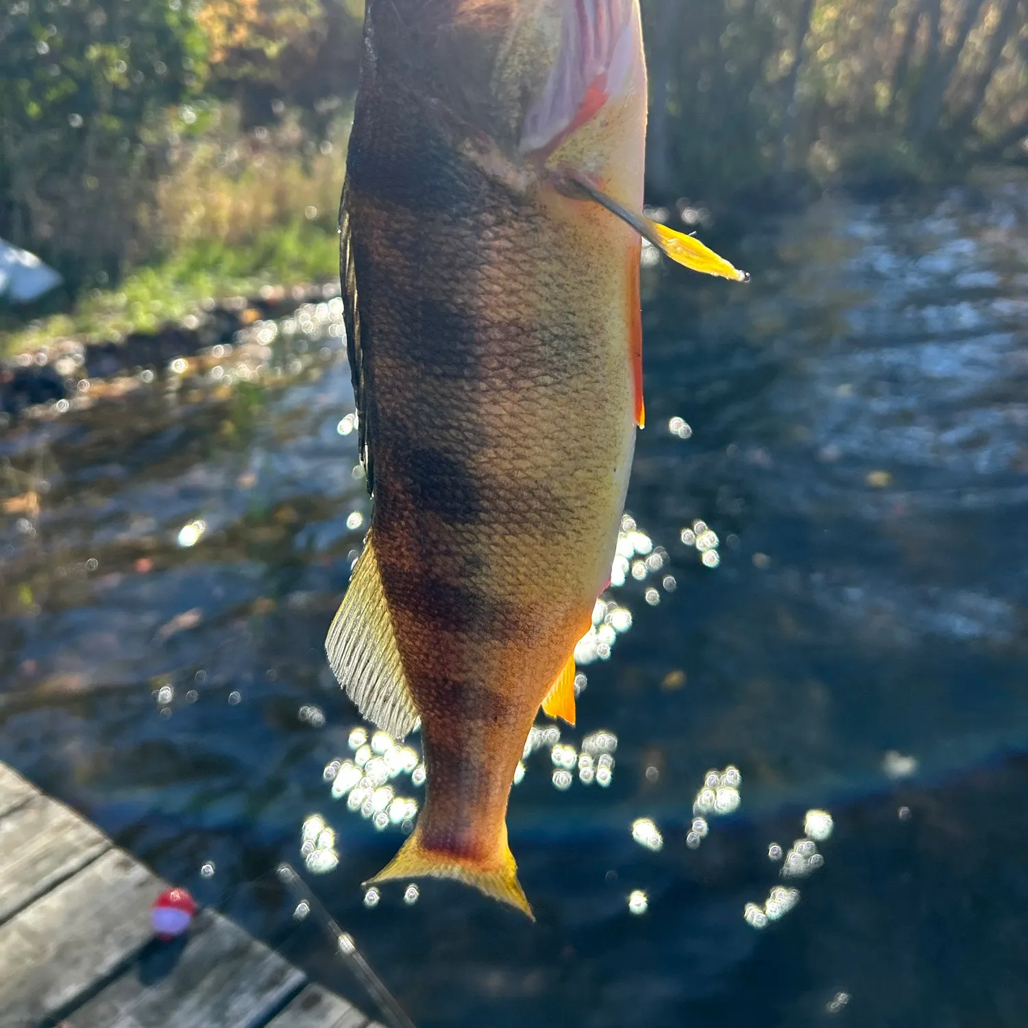 Yellow perch caught on Fishbrain