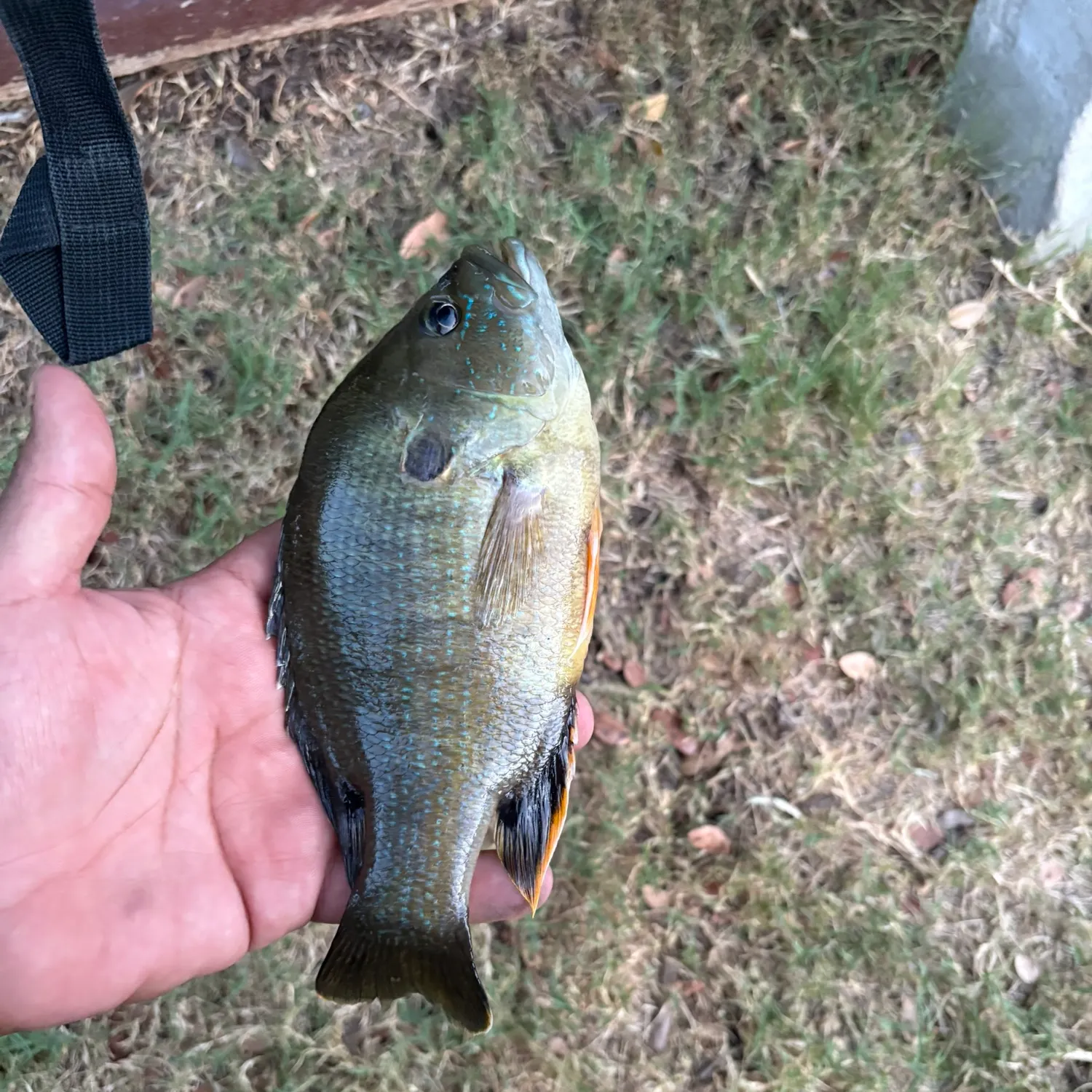 Green sunfish caught on Fishbrain
