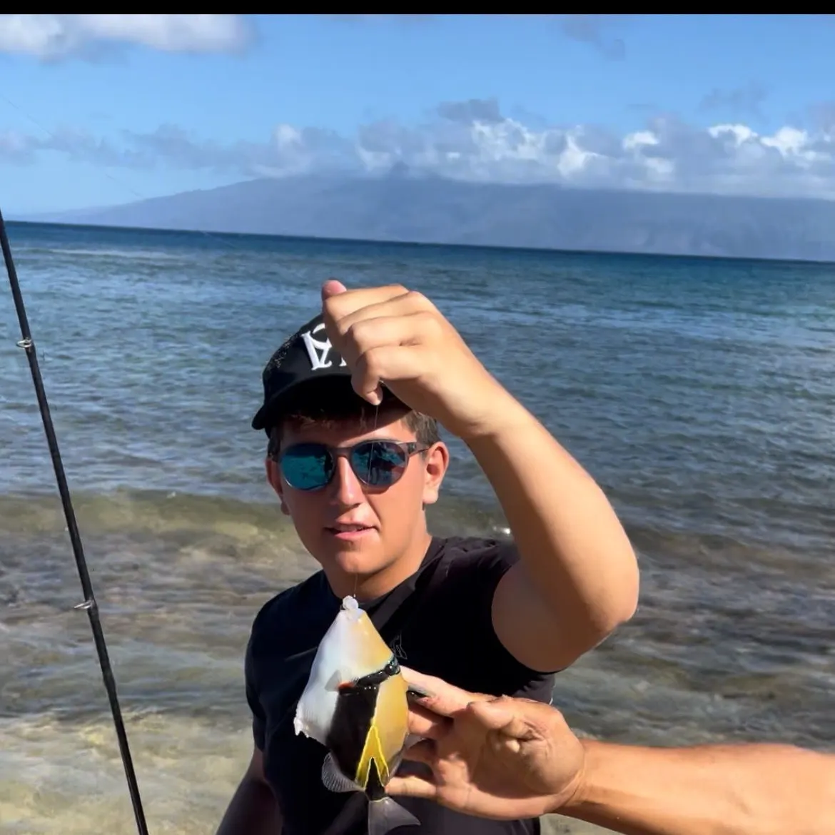 The most recent Wedge-tail triggerfish catches on Fishbrain
