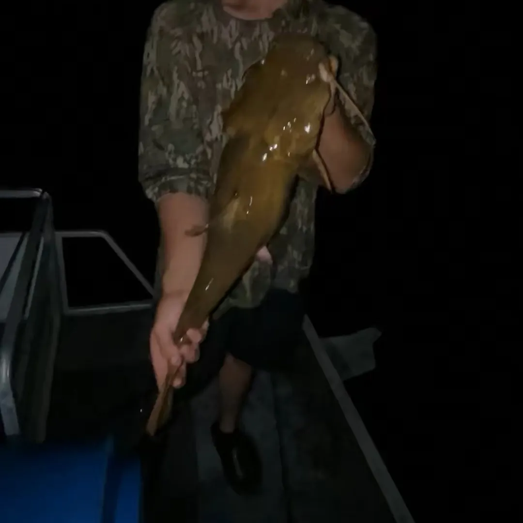 Flathead catfish caught on Fishbrain