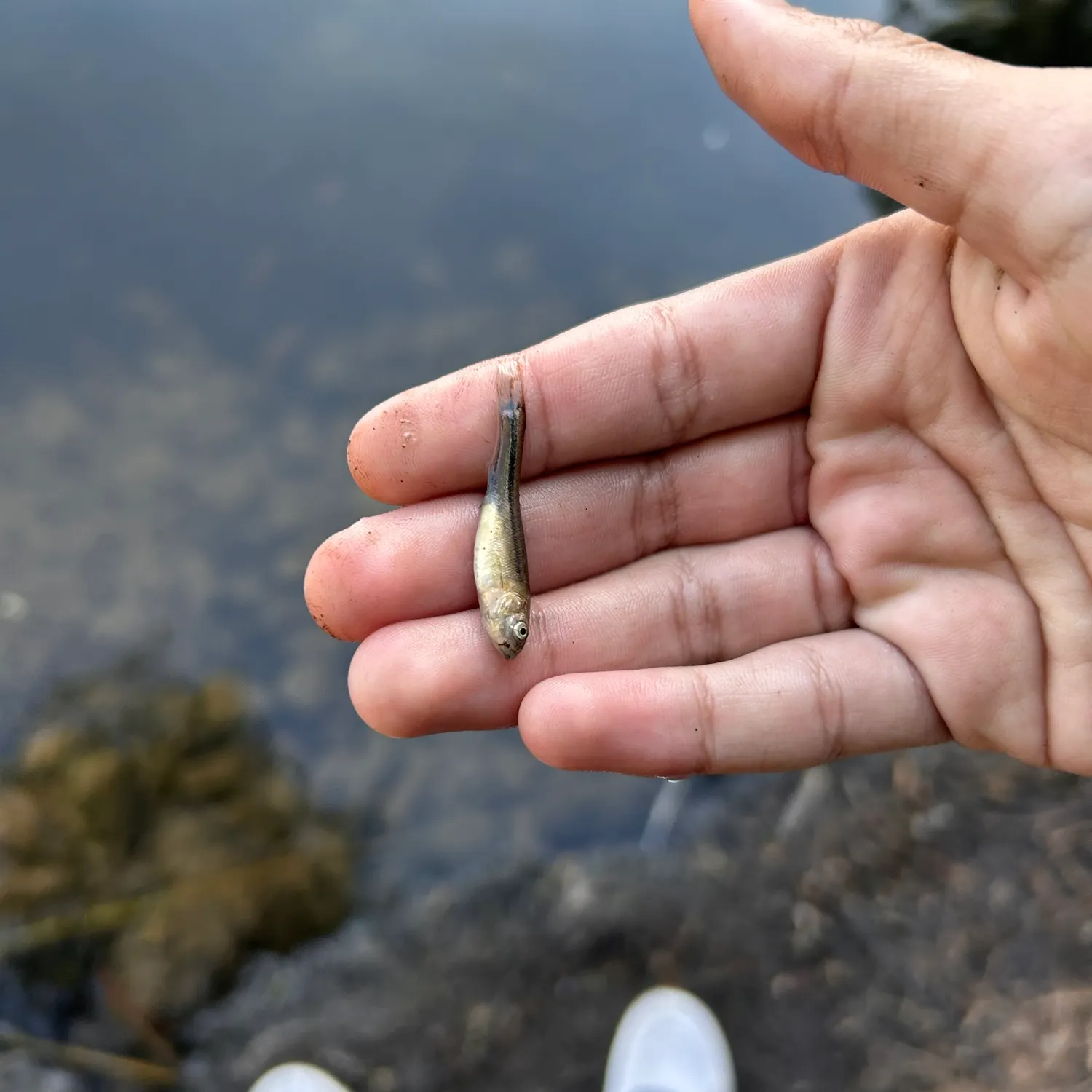The most recent Fathead minnow catches on Fishbrain