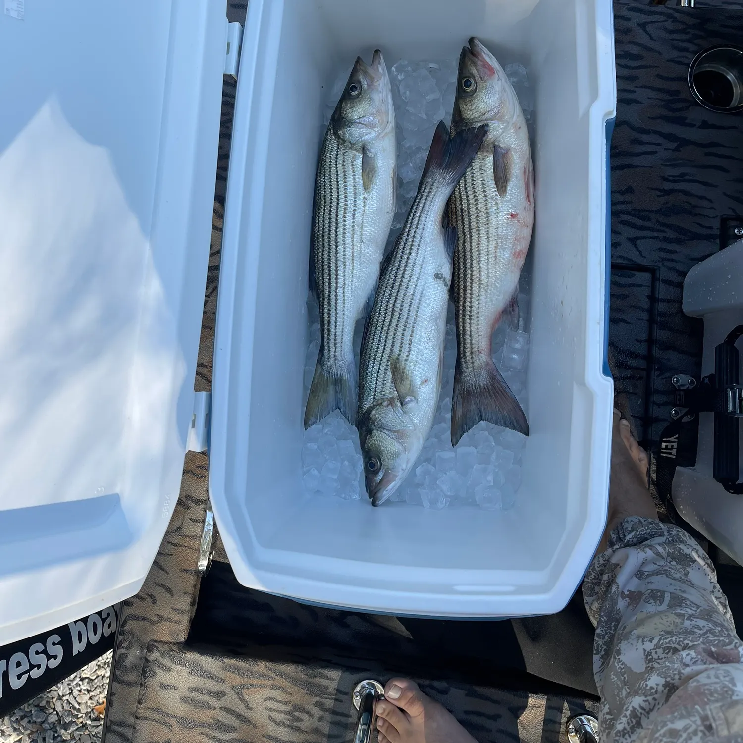 recently logged catches