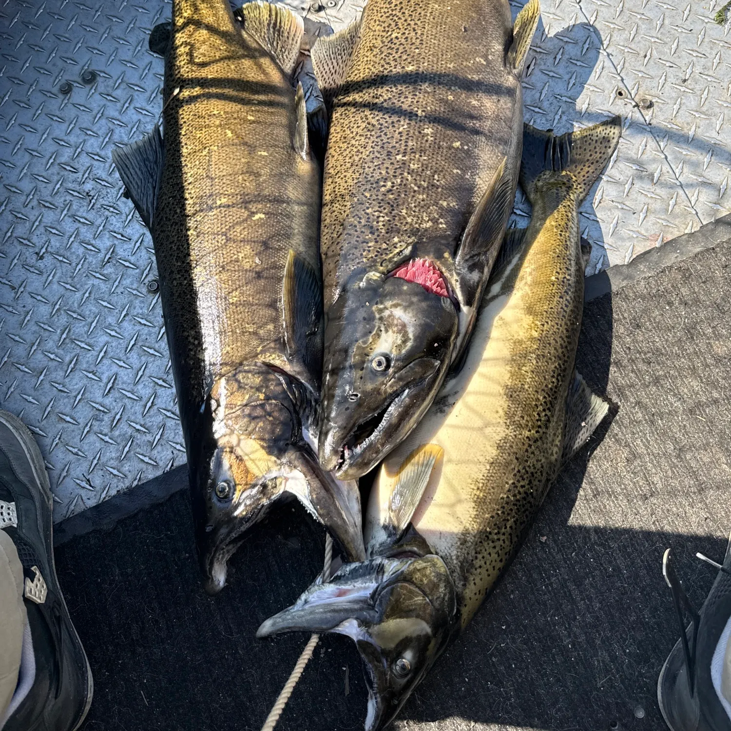 Chinook salmon caught on Fishbrain