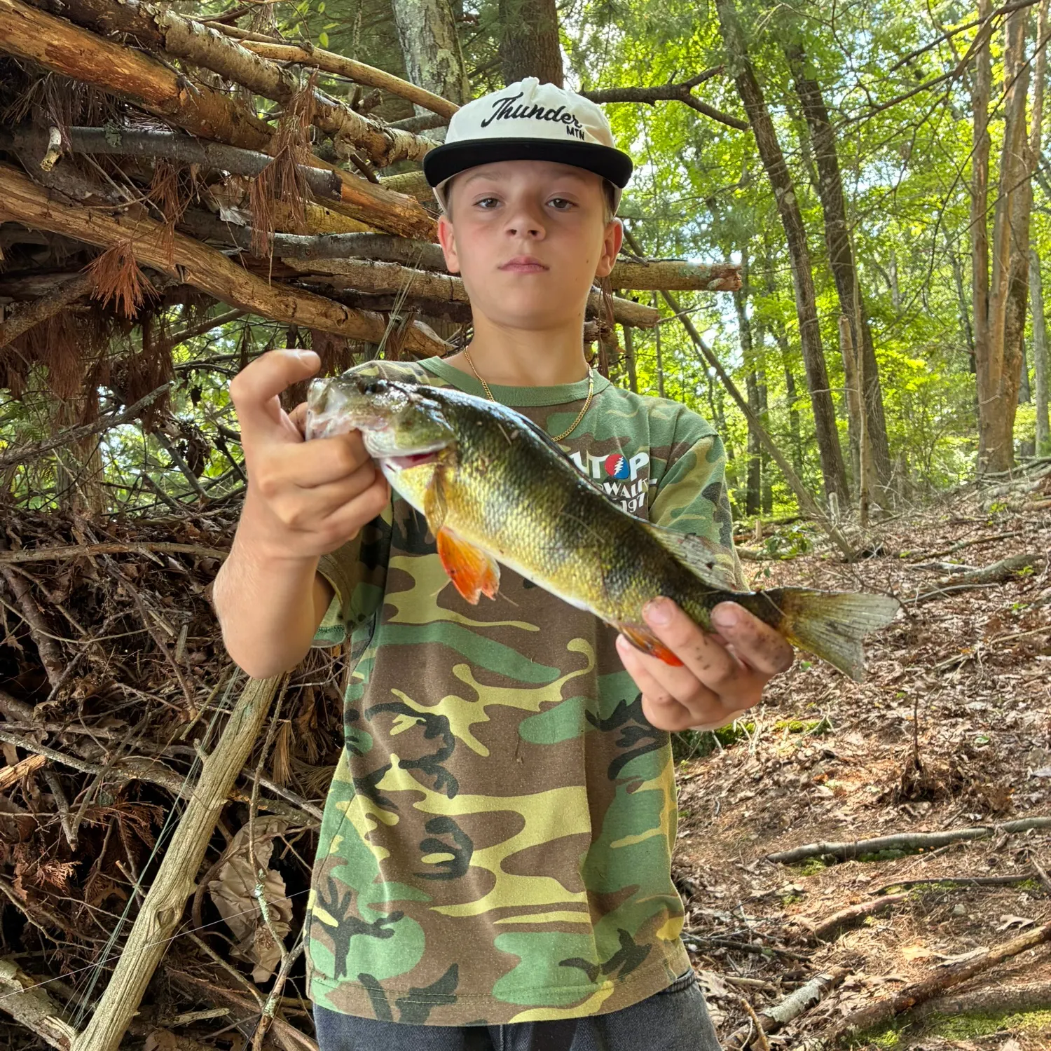 Yellow perch caught on Fishbrain