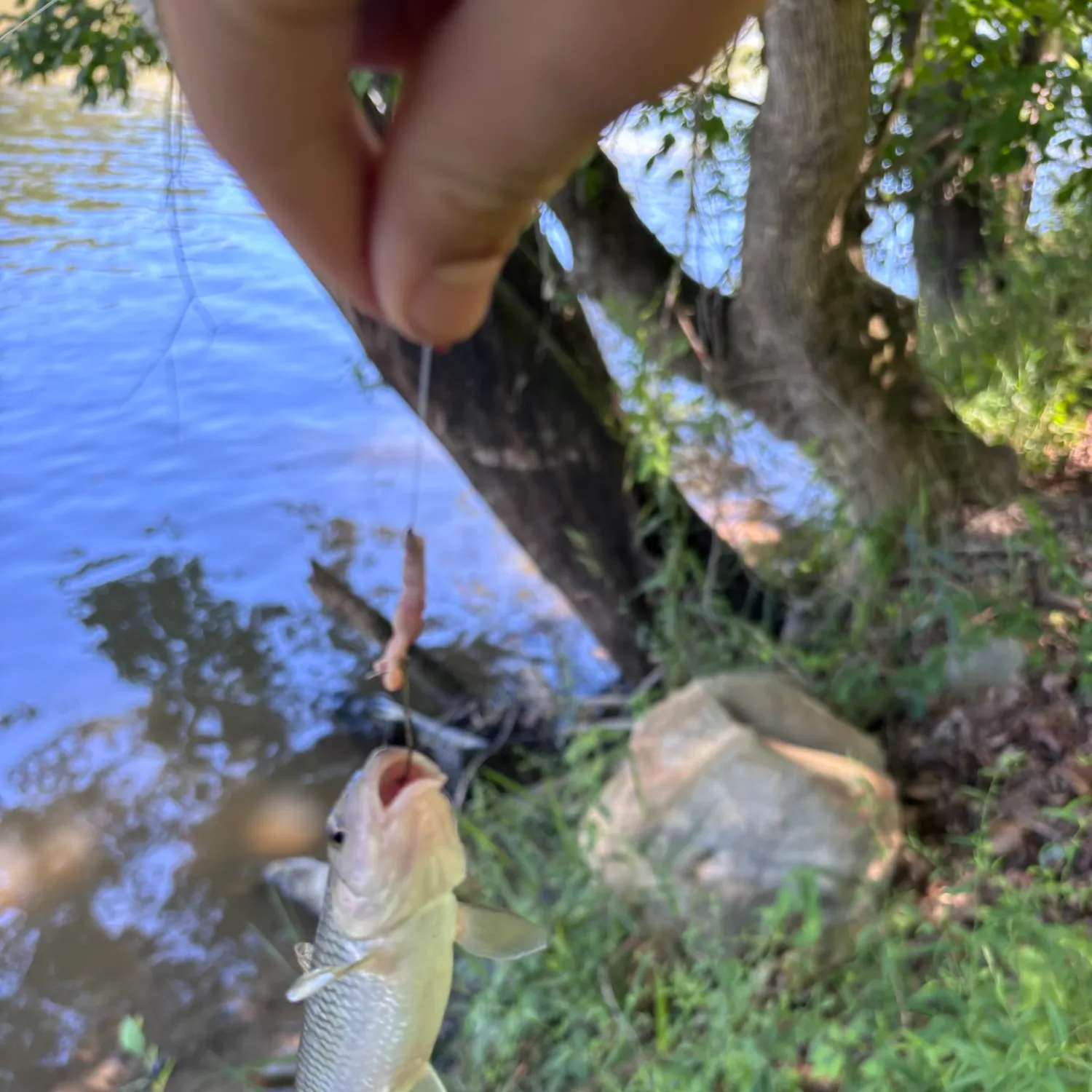 The most recent Bull chub catches on Fishbrain