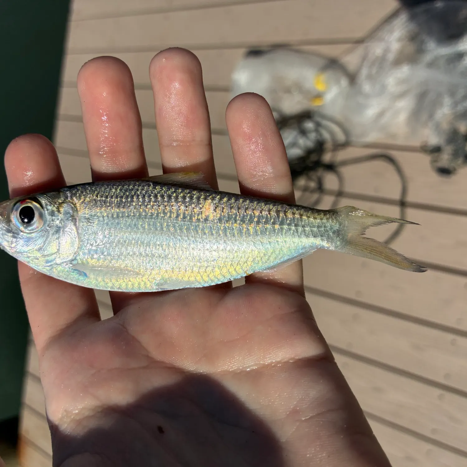 Scaled herring caught on Fishbrain