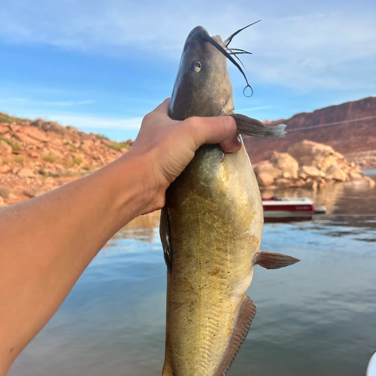Channel catfish caught on Fishbrain