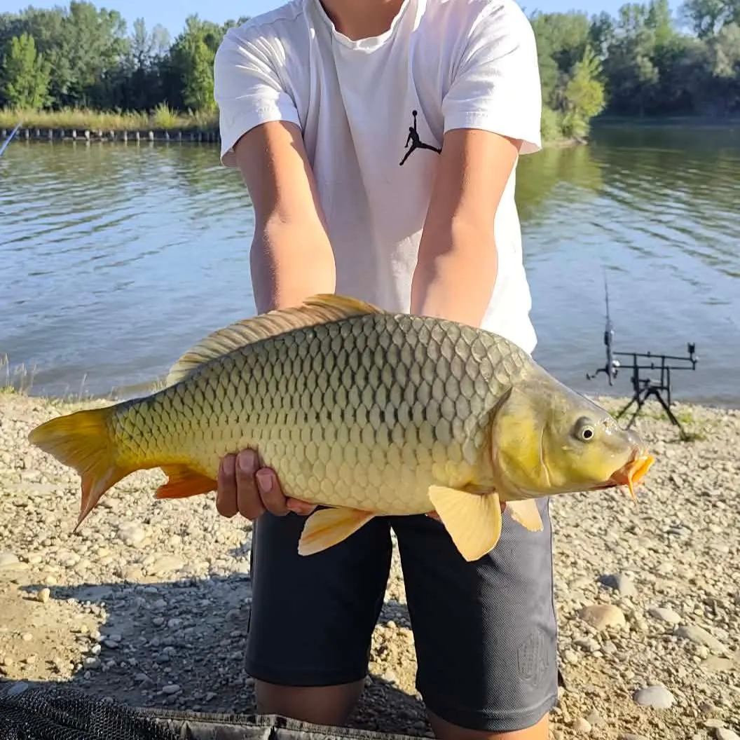 Common carp caught on Fishbrain