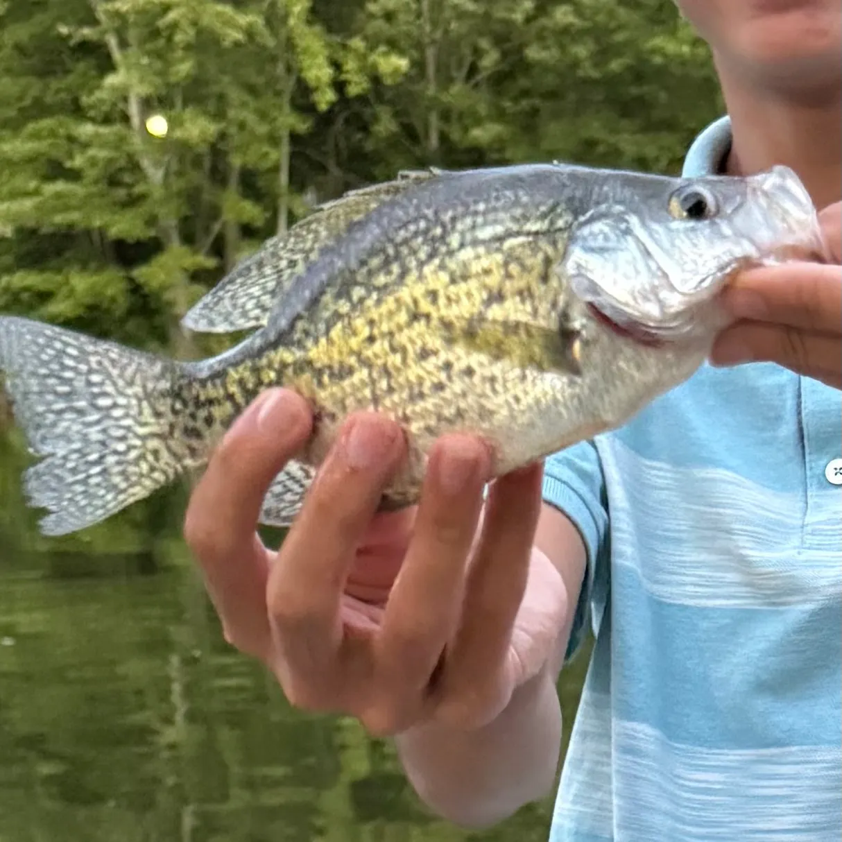 Black crappie caught on Fishbrain