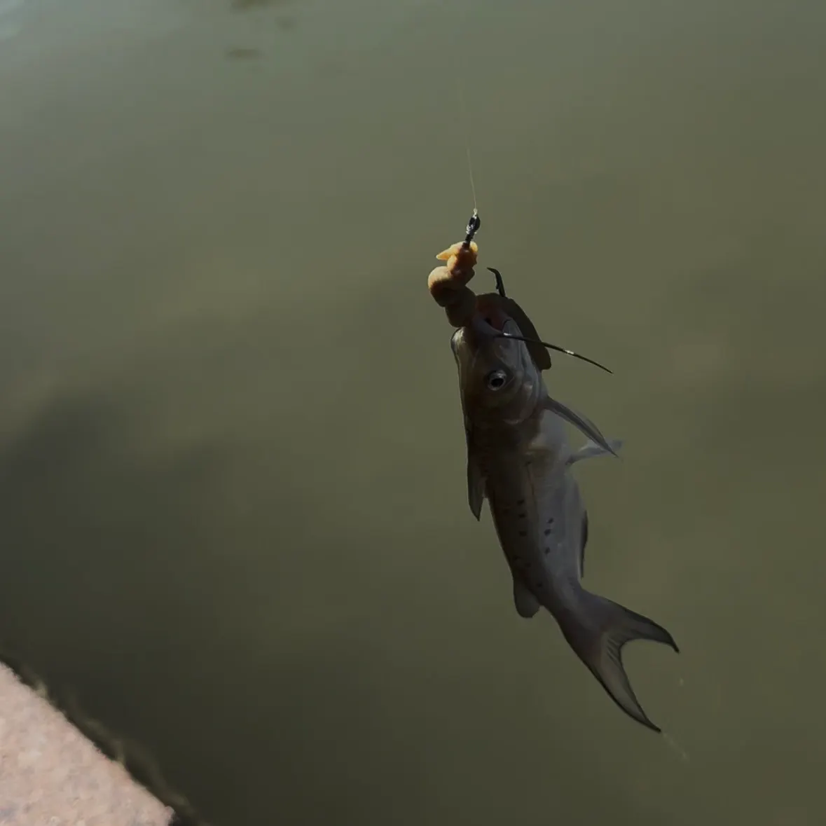 Channel catfish caught on Fishbrain