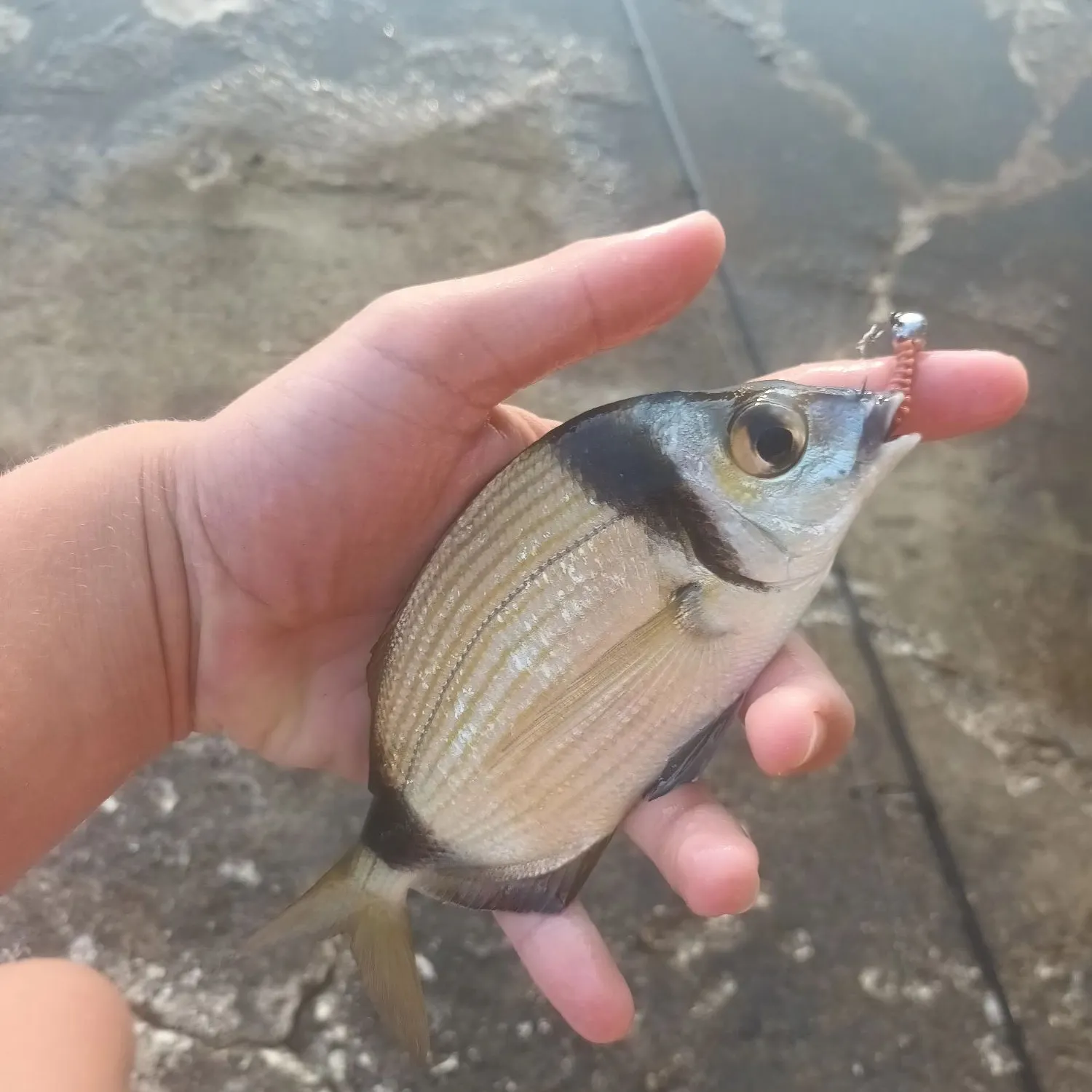 The most recent Common two-banded seabream catches on Fishbrain