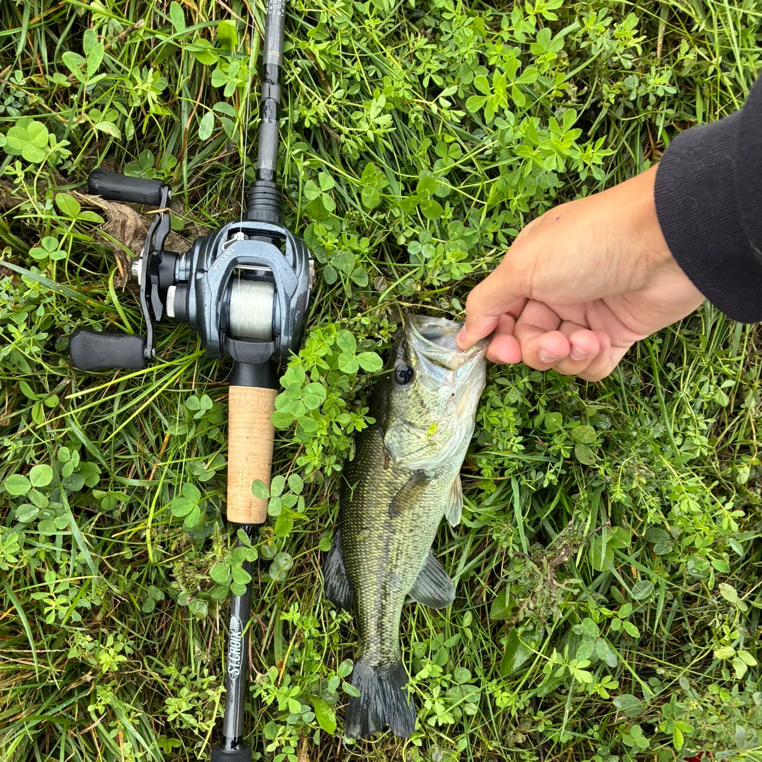 Largemouth bass caught on Fishbrain