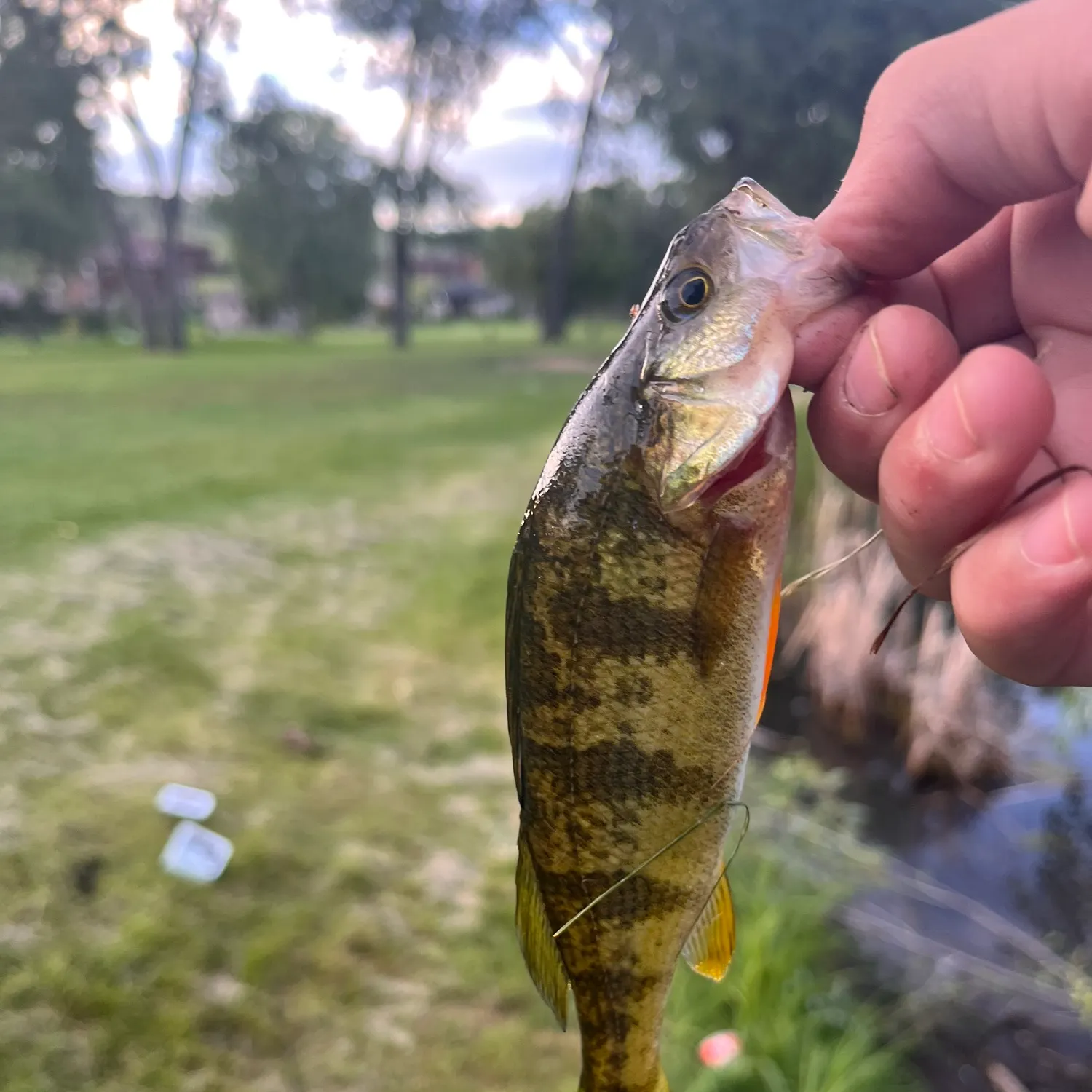 catch