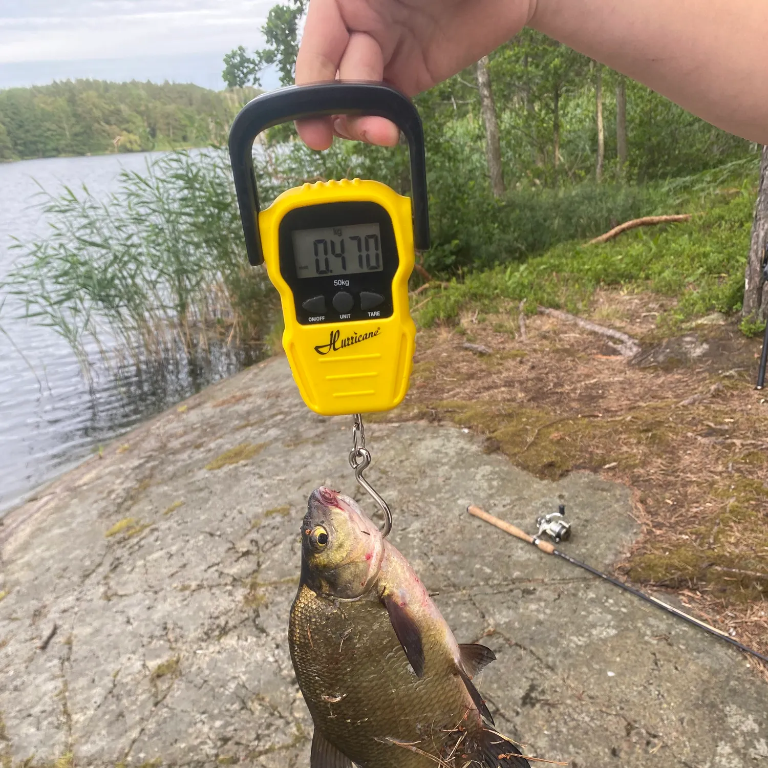 The most recent Common bream catches on Fishbrain