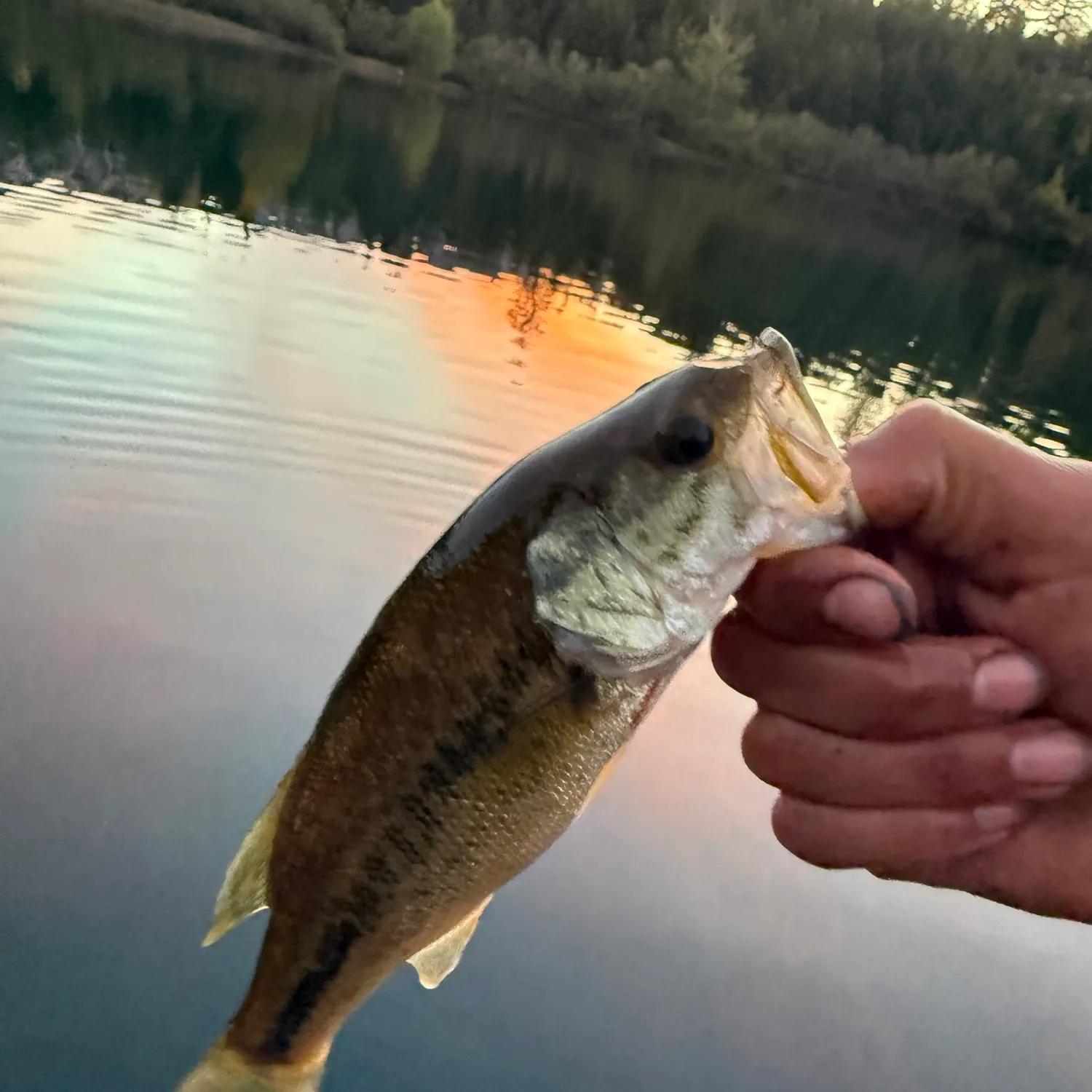 Largemouth bass caught on Fishbrain