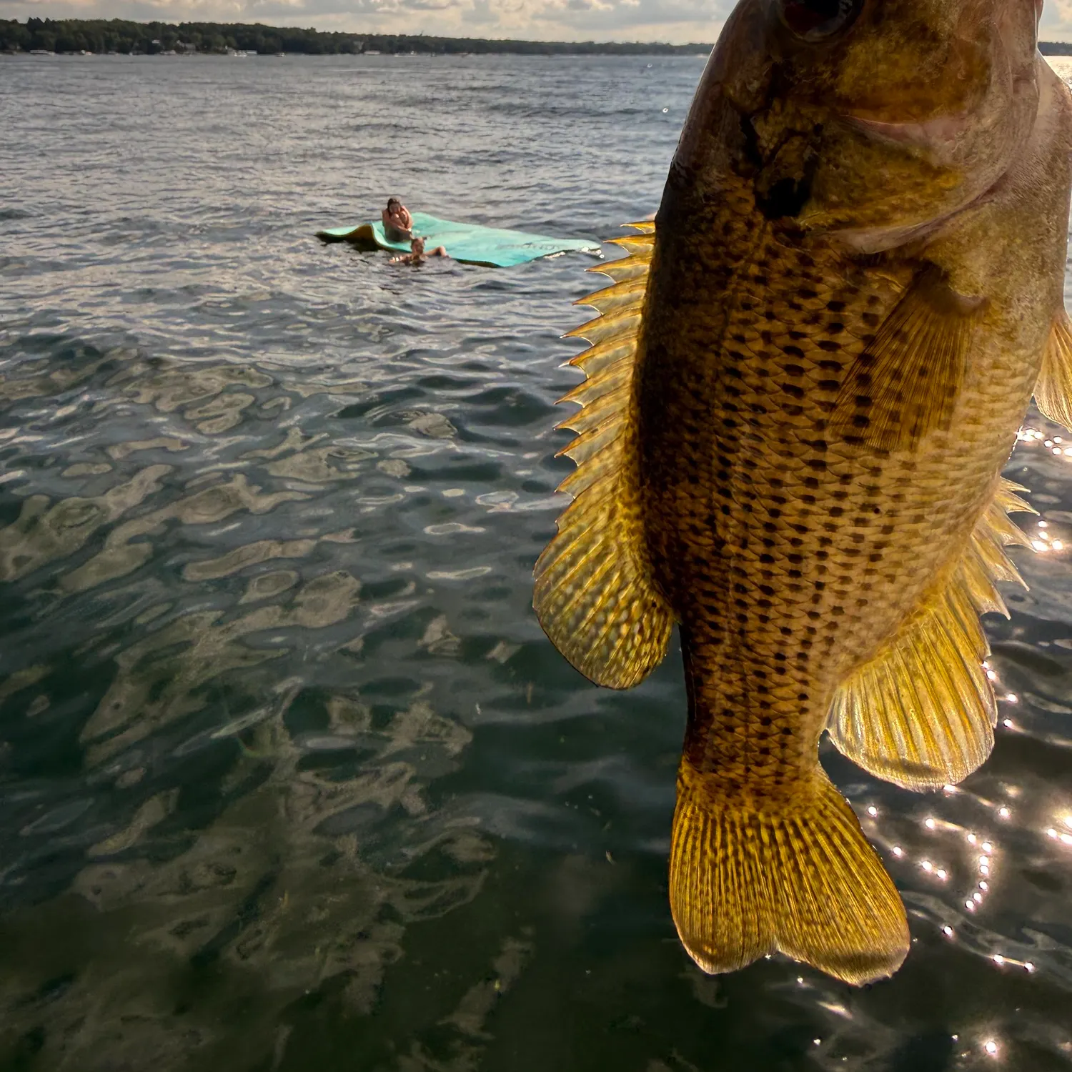 Rock bass caught on Fishbrain