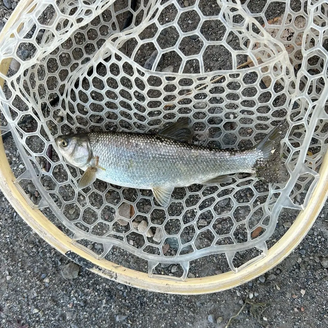 The most recent Utah chub catches on Fishbrain