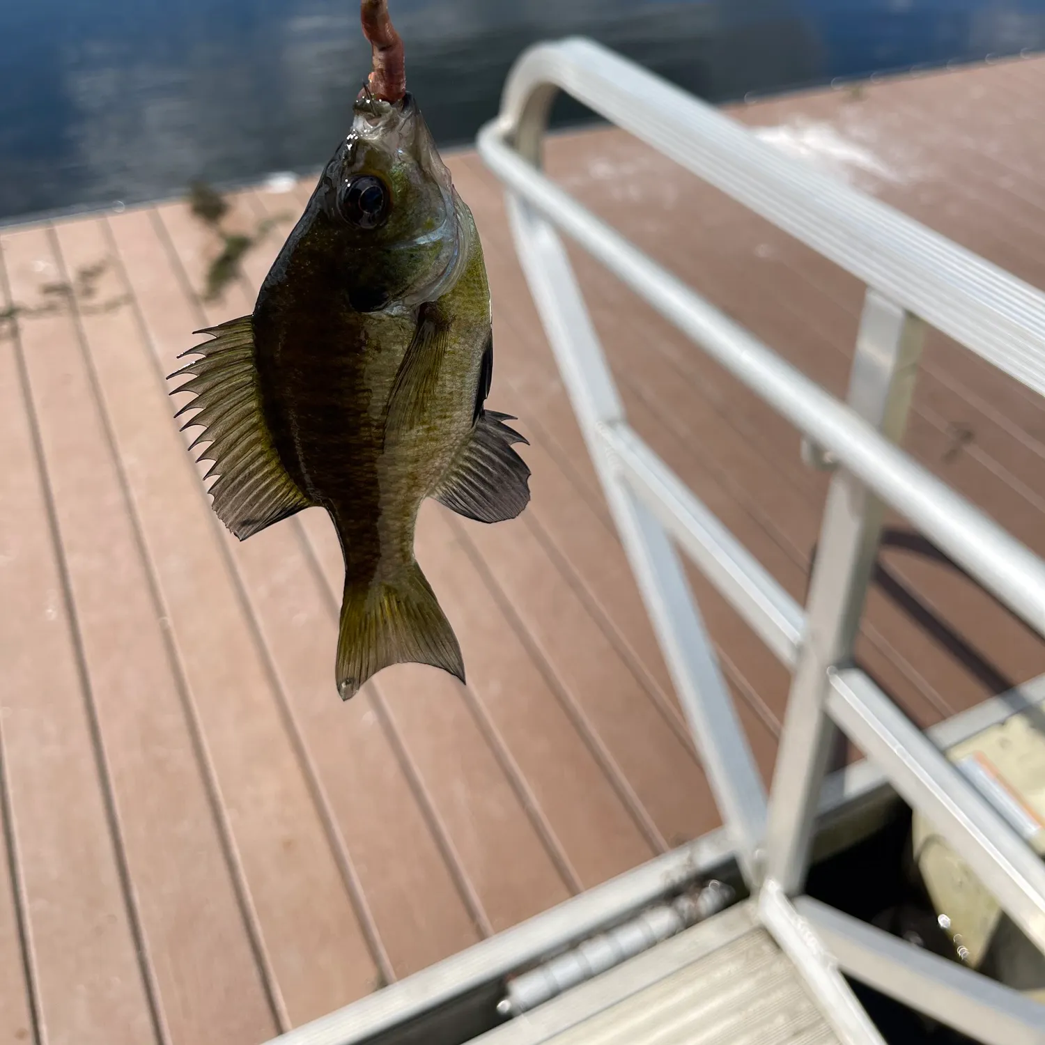 Bluegill caught on Fishbrain