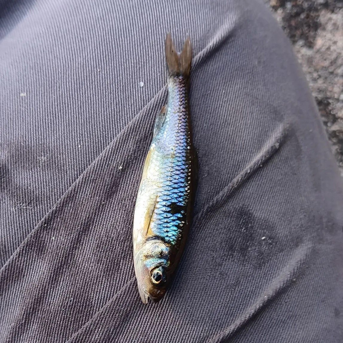 Common shiner caught on Fishbrain