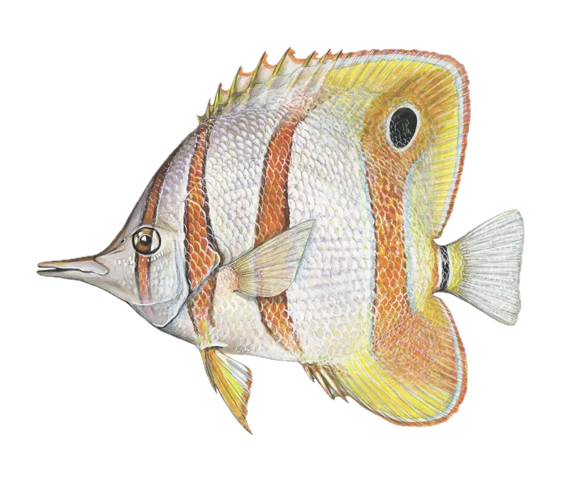 Copperband butterflyfish