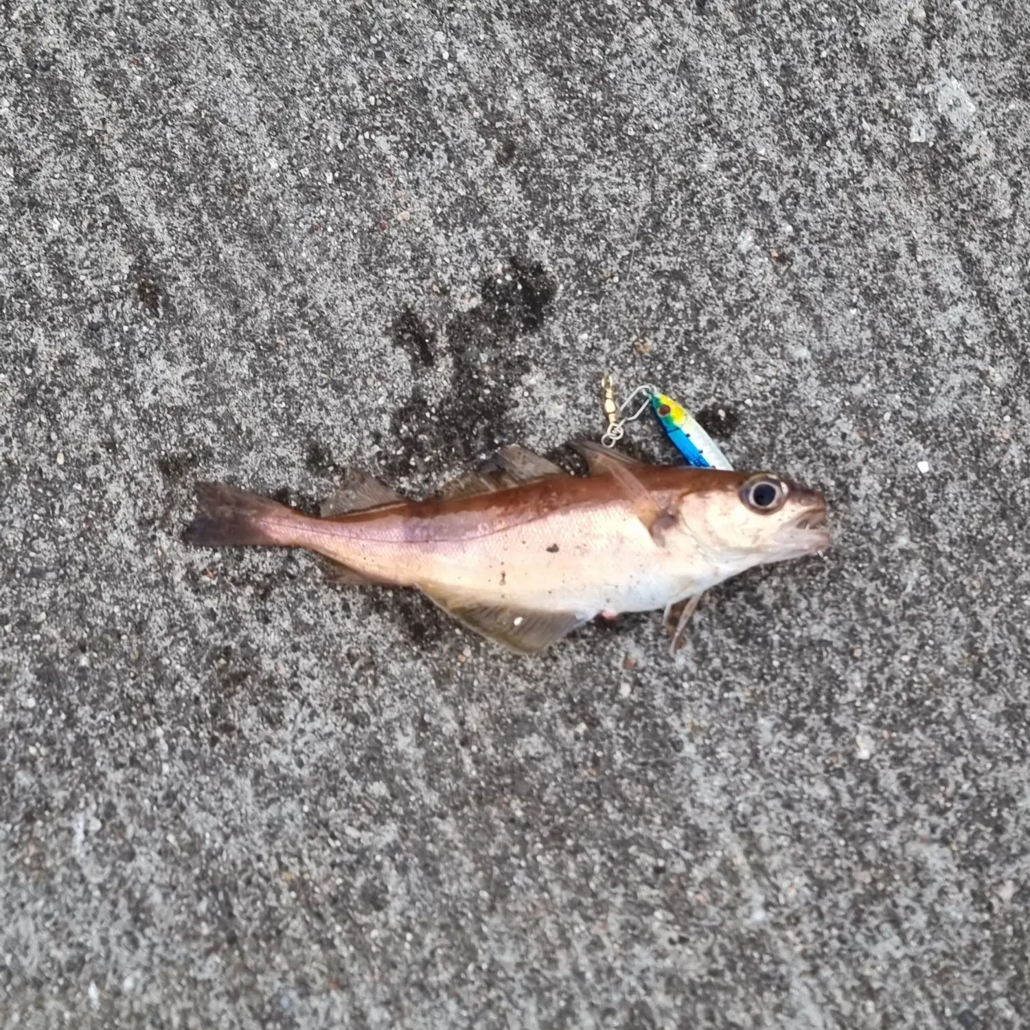The most recent Atlantic cod catches on Fishbrain