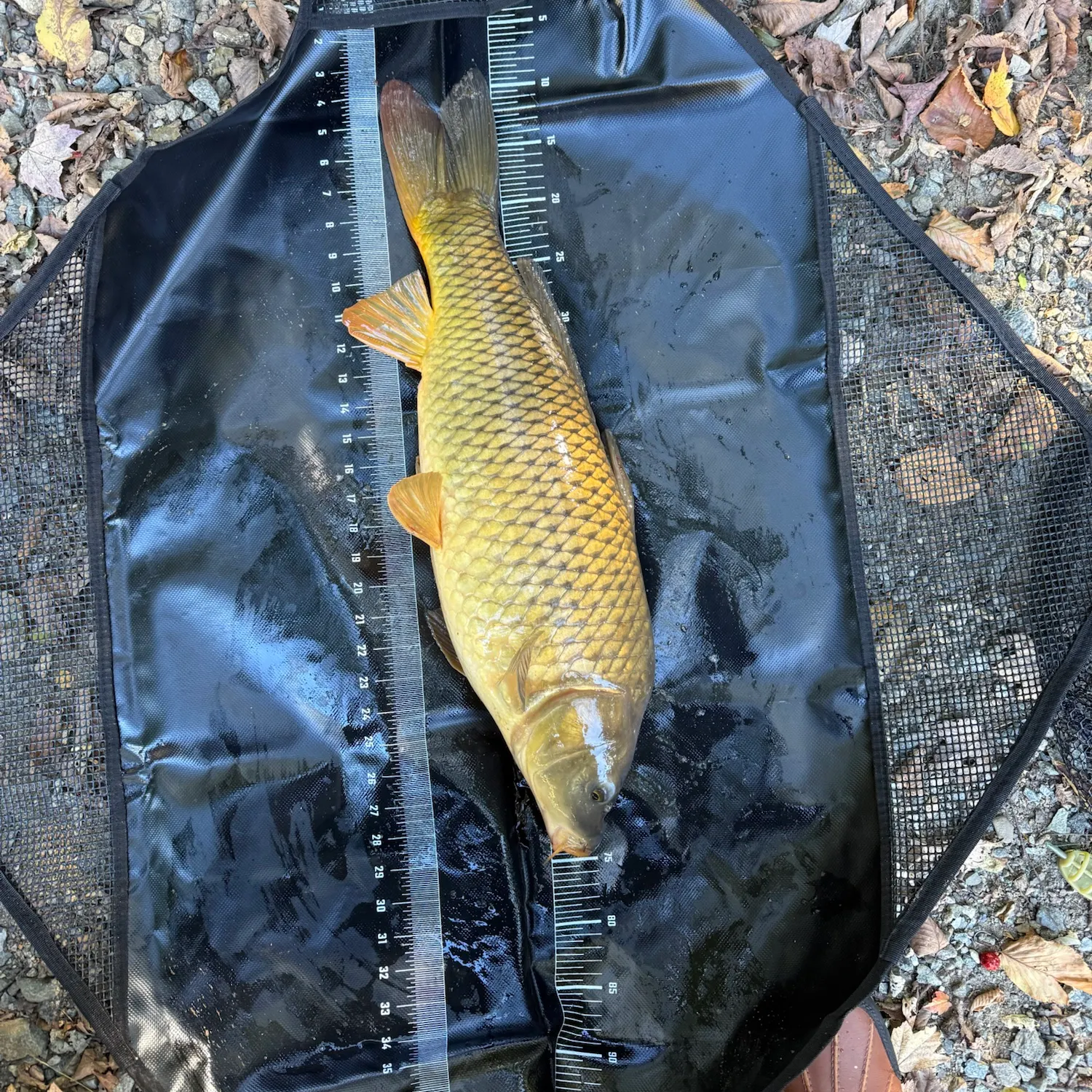 Common carp caught on Fishbrain