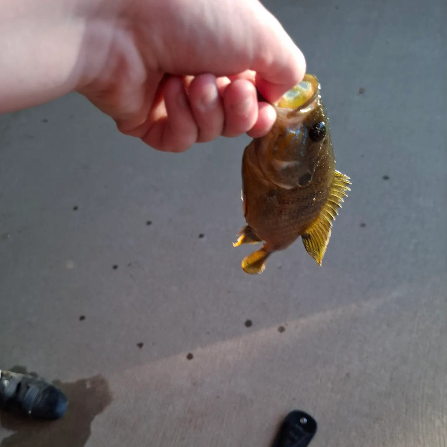 Green sunfish caught on Fishbrain