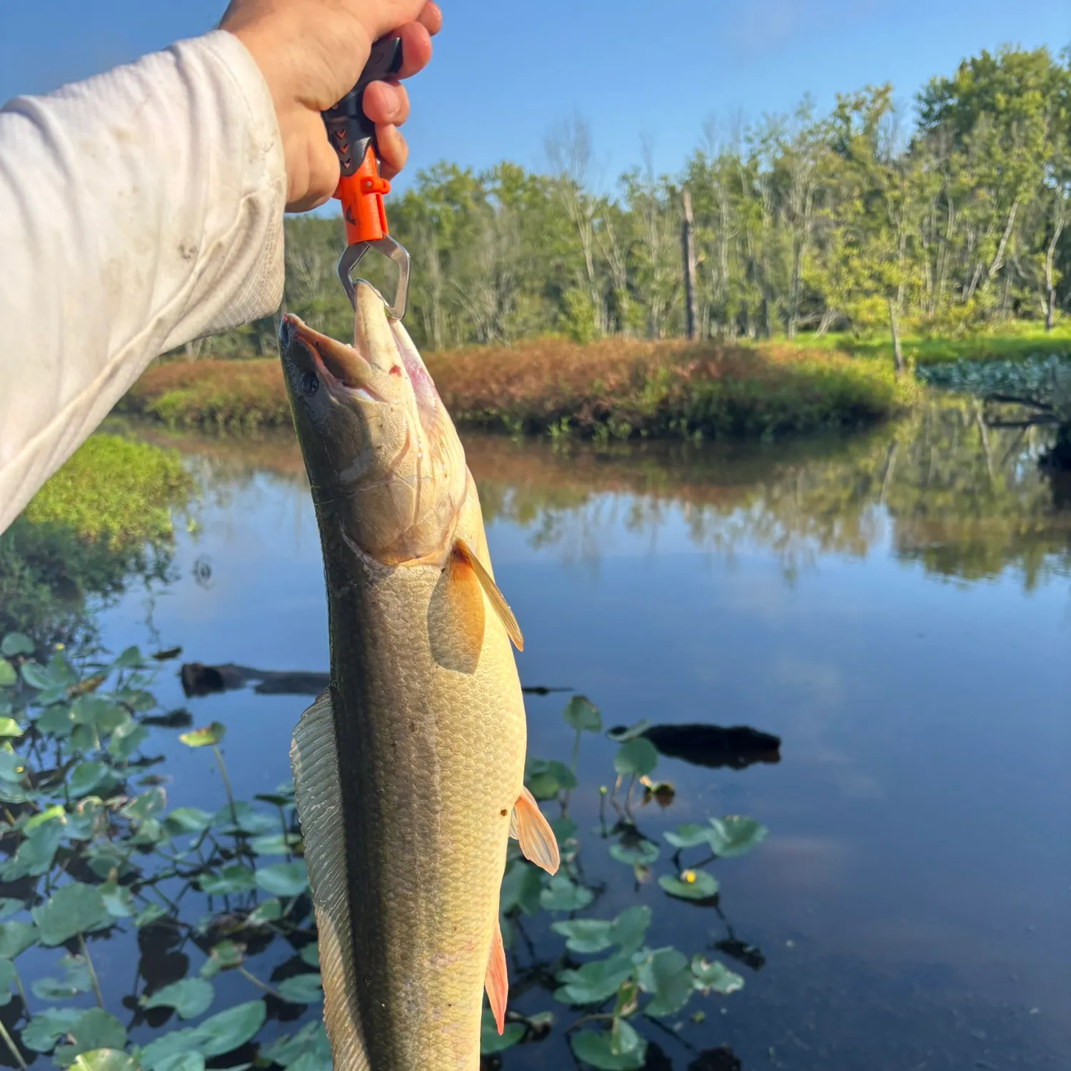 catch