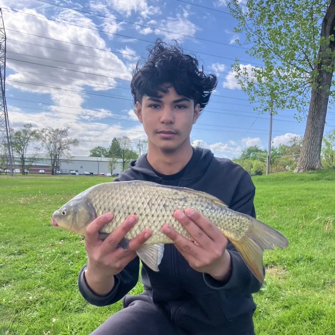 The most recent F1 carp catches on Fishbrain
