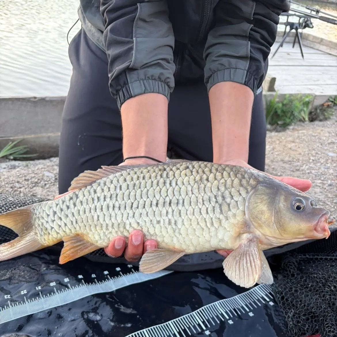 Common carp caught on Fishbrain