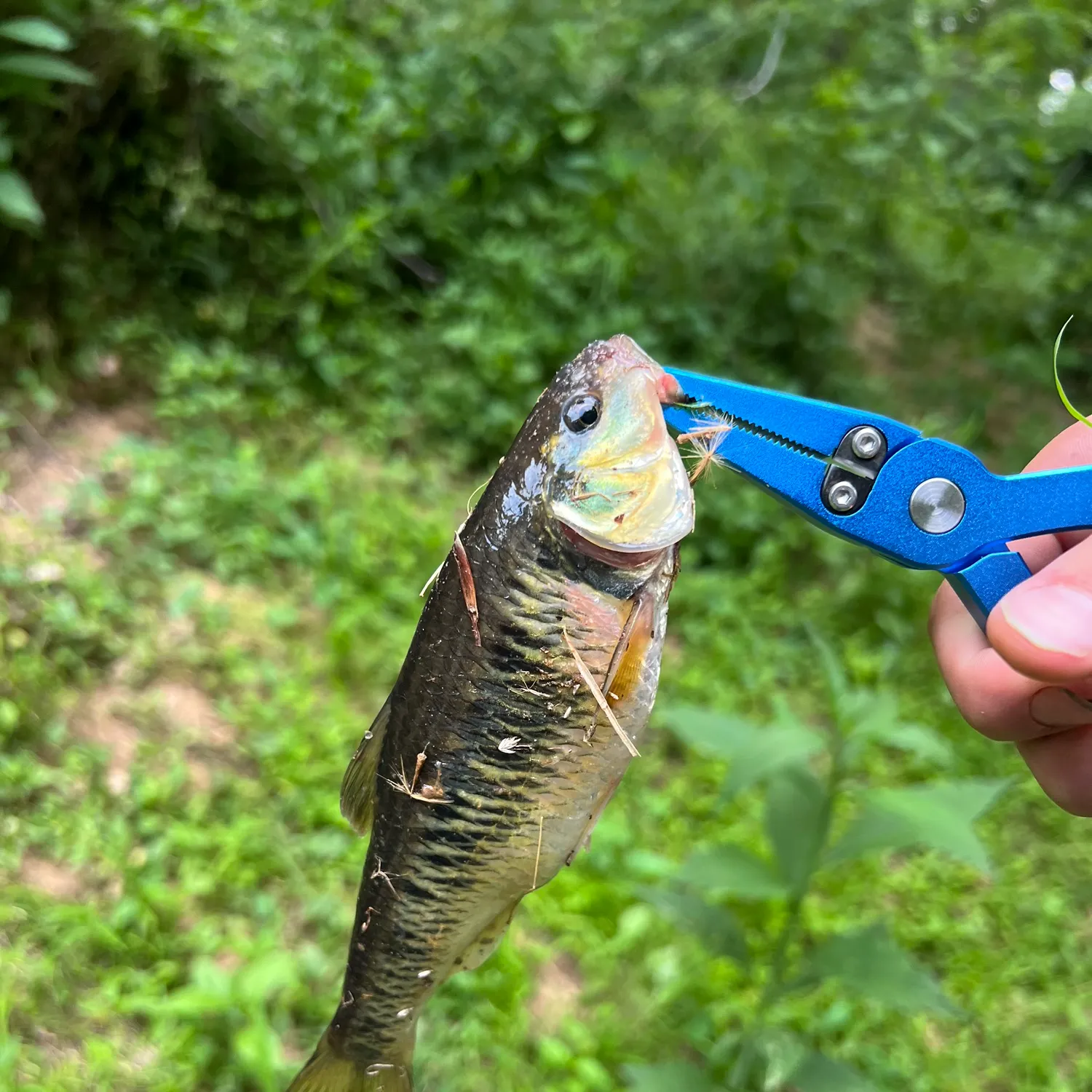 The most recent Striped shiner catches on Fishbrain
