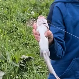 The most recent White bullhead catches on Fishbrain