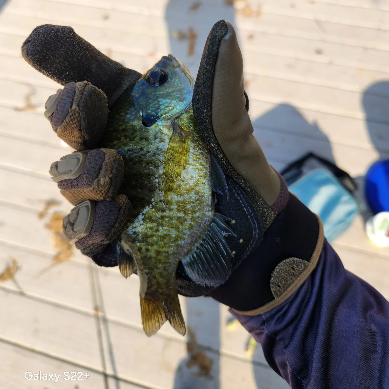 Bluegill caught on Fishbrain