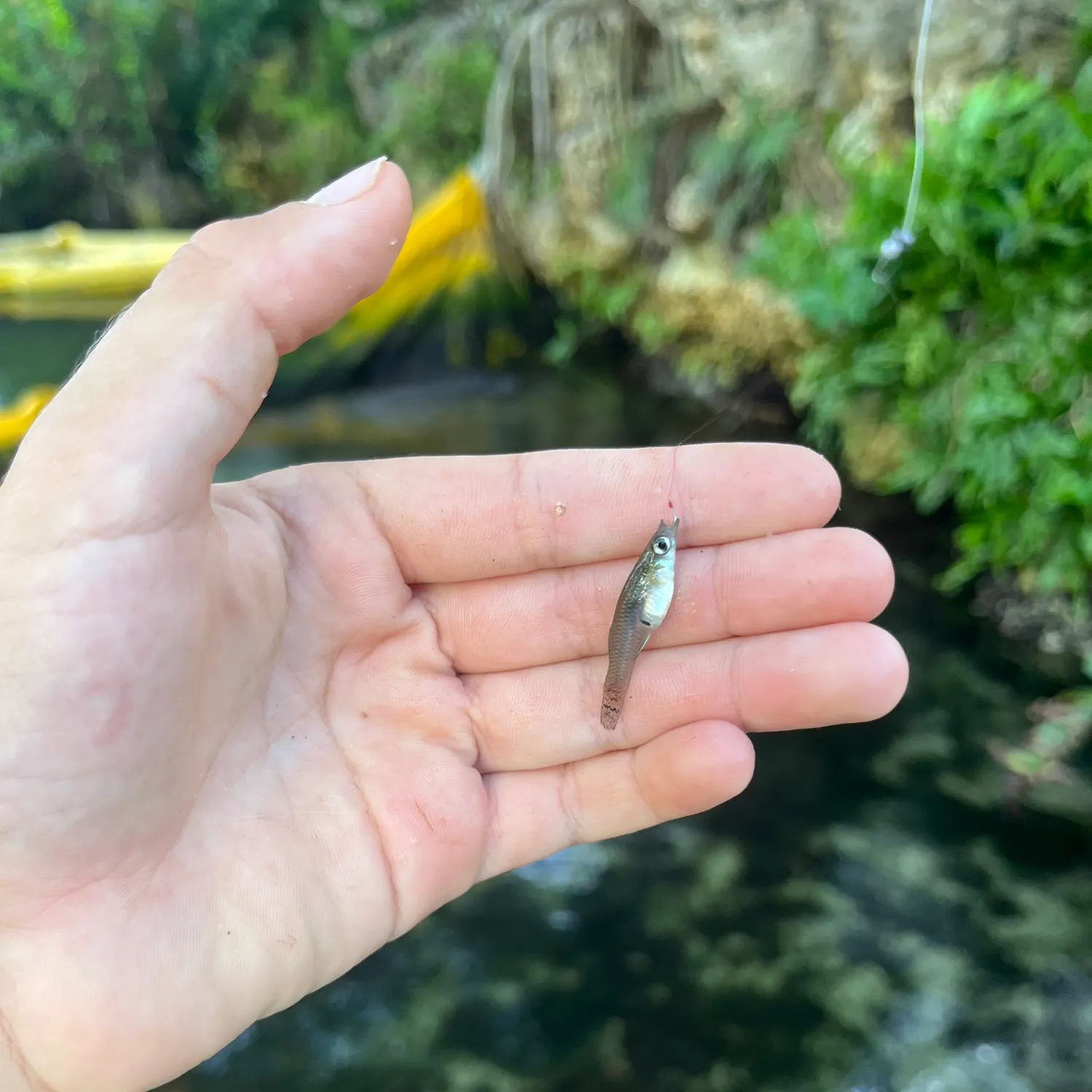 Eastern mosquitofish caught on Fishbrain