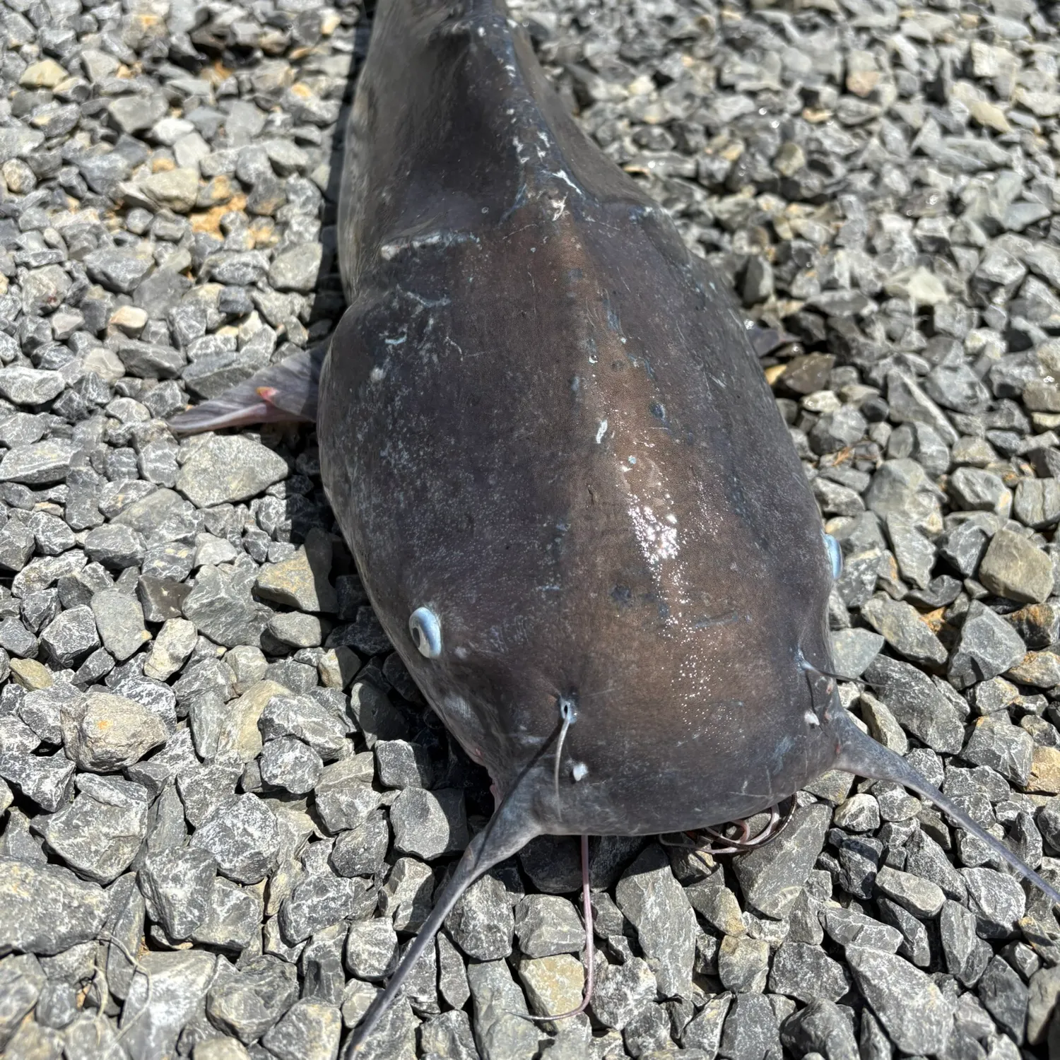 Fish caught on Fishbrain