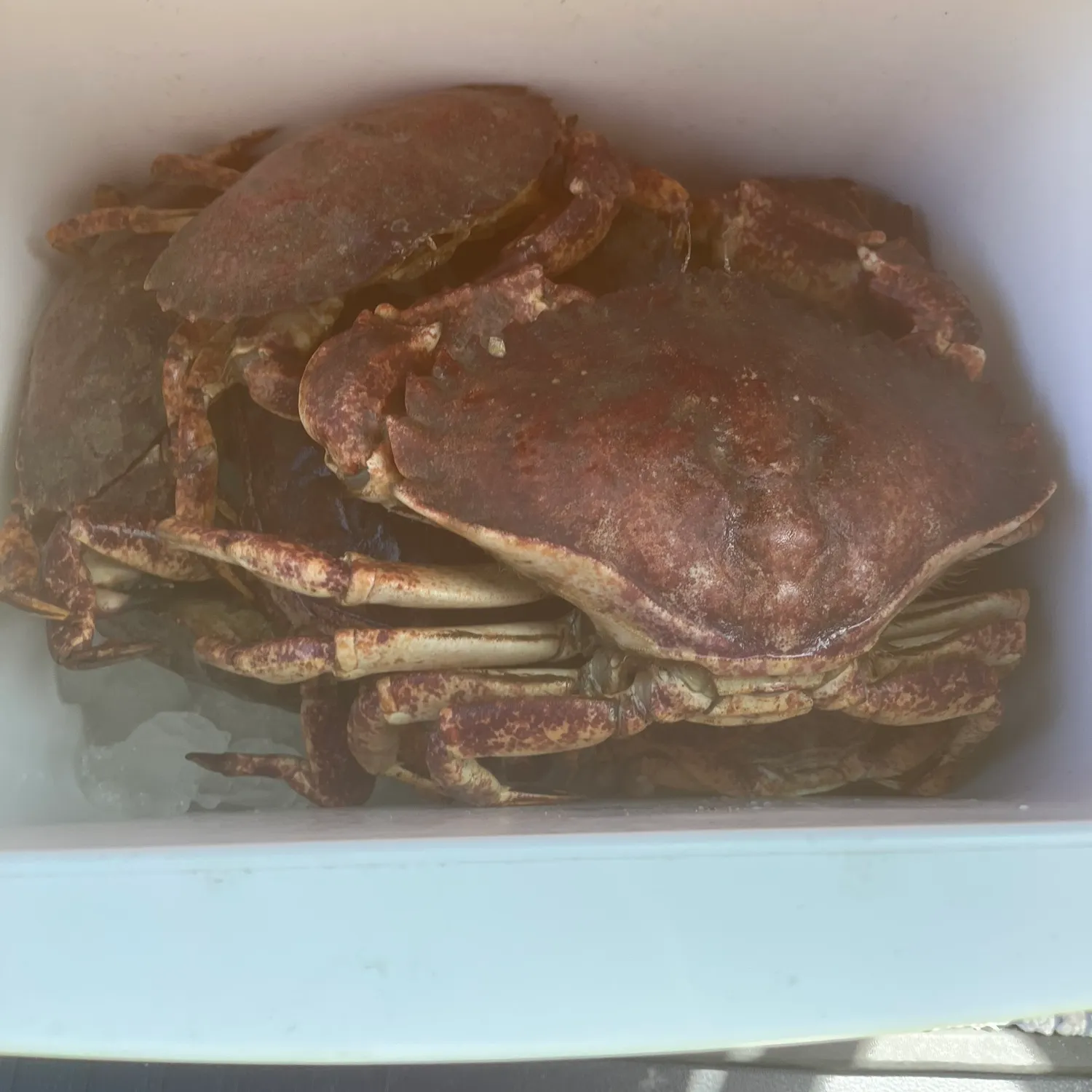 The most recent Red rock crab catches on Fishbrain