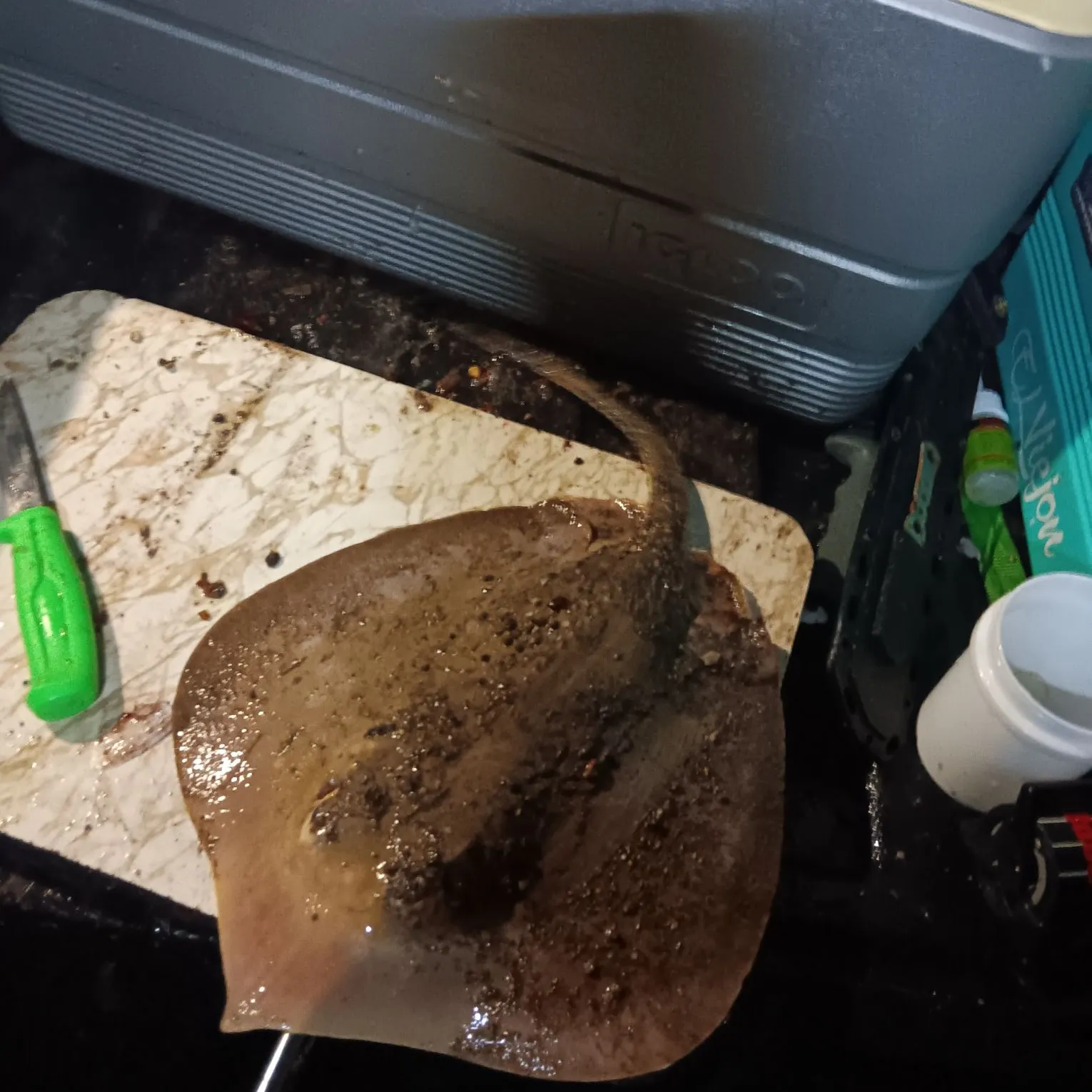 The most recent Common stingaree catches on Fishbrain