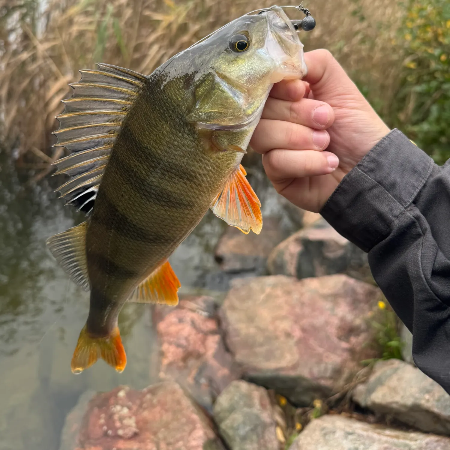 European perch caught on Fishbrain